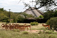 akeru lodge deer IMG_4826.JPG
